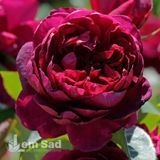 Троянда чайно-гібридна Аскот (Rosa Ascot) 50027 фото