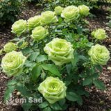 Троянда чайно-гібридна Грін Ті (Rosa Green Tea) 50242 фото