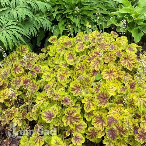 Гейхерелла Солар Эклипс (Heucherella Solar Eclipse) 20310 фото