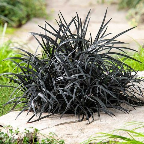 Офиопогон Нигресценс (Ophiopogon planiscapus Nigrescens) 20078 фото