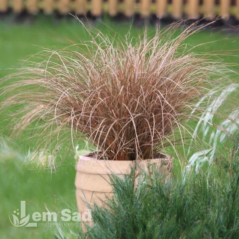 Осока Мілк Чоколейт (Carex petriei Milk Chocolate) 20059 фото