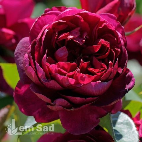 Троянда чайно-гібридна Аскот (Rosa Ascot) 50027 фото