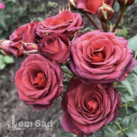 Троянда спрей Браун Шугар (Rosa Brown Sugar) 50269 фото