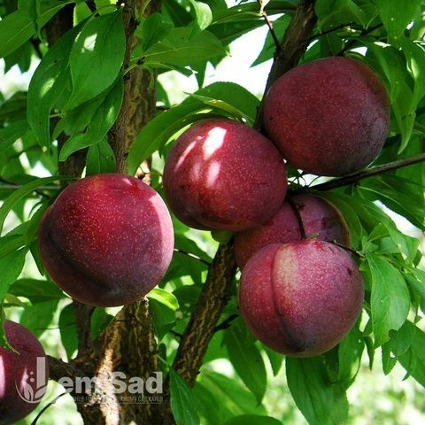 Слива Диплоїдна Озарк 10080 фото