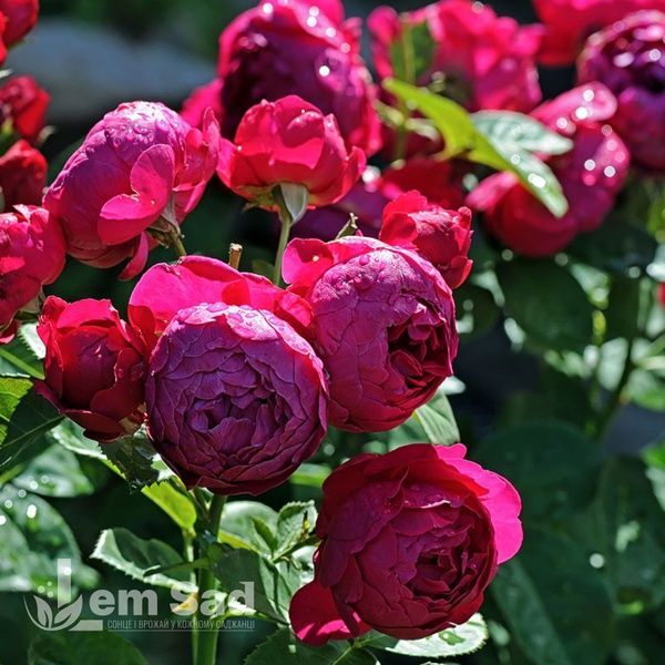 Троянда чайно-гібридна Аскот (Rosa Ascot) 50027 фото