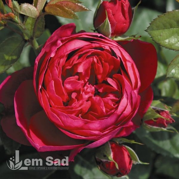 Троянда чайно-гібридна Аскот (Rosa Ascot) 50027 фото