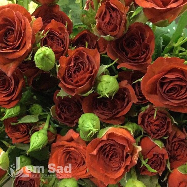 Троянда спрей Браун Шугар (Rosa Brown Sugar) 50269 фото