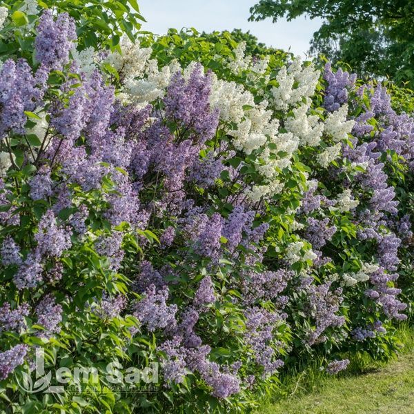 Сирень обыкновенная Аукубаэфолия (Syringa vulgaris Aucubaefolia) 20219 фото