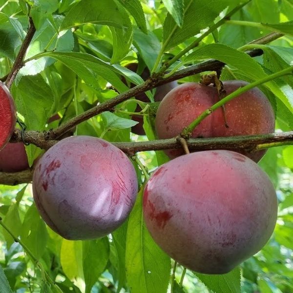 Слива Диплоидная Озарк 10080 фото