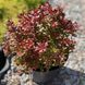 Барбарис Тунберга Оранж Альф (Berberis thunbergii Orange Alf) 20160 фото 1