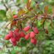 Барбарис Тунберга Оранж Альф (Berberis thunbergii Orange Alf) 20160 фото 2