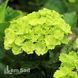 Гортензия крупнолистная Рембрандт Вайбрант Верде (Hydrangea macrophylla Rembrandt Vibrant Verde) 20359 фото 2