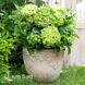 Гортензия крупнолистная Рембрандт Вайбрант Верде (Hydrangea macrophylla Rembrandt Vibrant Verde) 20359 фото 1