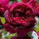 Троянда чайно-гібридна Аскот (Rosa Ascot) 50027 фото 1