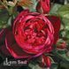 Троянда чайно-гібридна Аскот (Rosa Ascot) 50027 фото 3