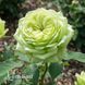 Роза чайно-гибридная Грин Ти (Rosa Green Tea) 50242 фото 2