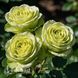 Роза чайно-гибридная Грин Ти (Rosa Green Tea) 50242 фото 3