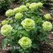 Роза чайно-гибридная Грин Ти (Rosa Green Tea) 50242 фото 1