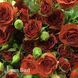 Троянда спрей Браун Шугар (Rosa Brown Sugar) 50269 фото 3