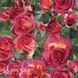 Троянда спрей Браун Шугар (Rosa Brown Sugar) 50269 фото 2