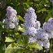 Сирень обыкновенная Аукубаэфолия (Syringa vulgaris Aucubaefolia) 20219 фото 1