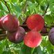 Слива Диплоидная Озарк 10080 фото 3