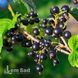Смородина чорна Ювілейна Львова (Ribes nigrum Yuvileina Lvova) 30167 фото 2