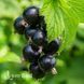 Смородина чорна Ювілейна Львова (Ribes nigrum Yuvileina Lvova) 30167 фото 1