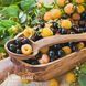 Смородина чорна Ювілейна Львова (Ribes nigrum Yuvileina Lvova) 30167 фото 3
