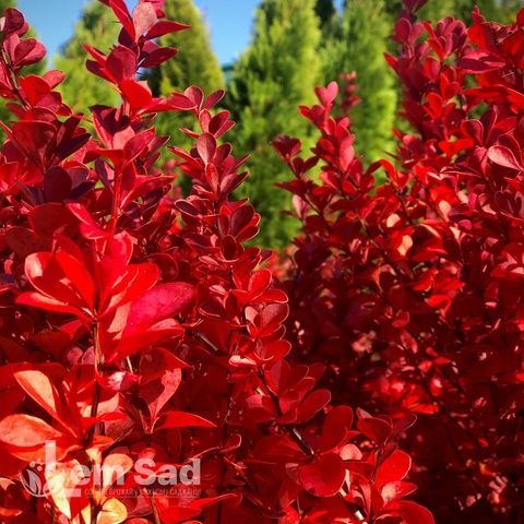 Барбарис Тунберга Вулкано (Berberis thunbergii Vulcano) 20169 фото