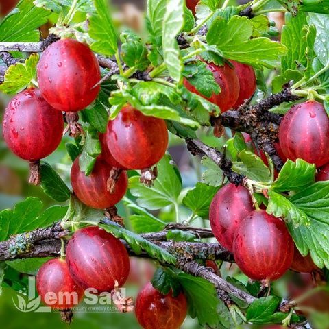 Аґрус Хіномакі ред (Ribes uva-crispa Hinomaki Red) 30176 фото