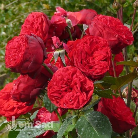 Троянда чайно-гібридна Ред Піано (Rosa Red Piano) 50036 фото