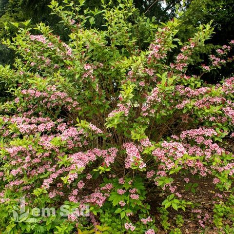 Вейгела японская Декора (Weigela decora) 20228 фото