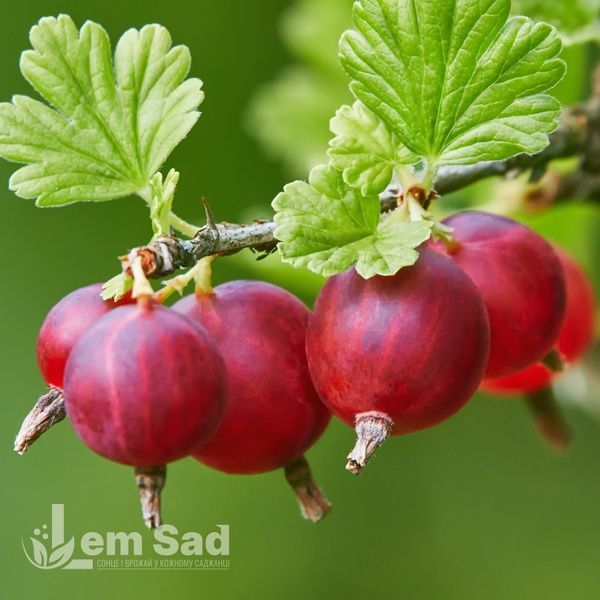 Аґрус Хіномакі ред (Ribes uva-crispa Hinomaki Red) 30176 фото