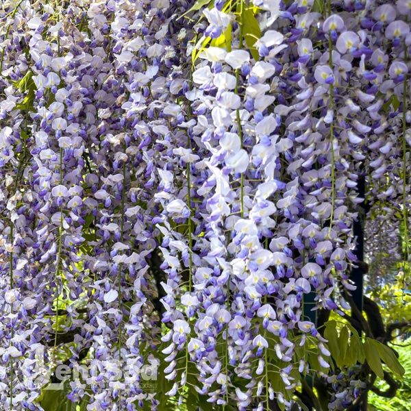 Гліцинія китайська Блу Сапфір (Wisteria sinensis Blue Sapphire) 20334 фото