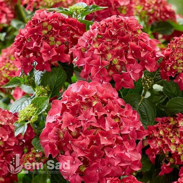 Гортензія крупнолиста Red Miss Hepburn 20019 фото