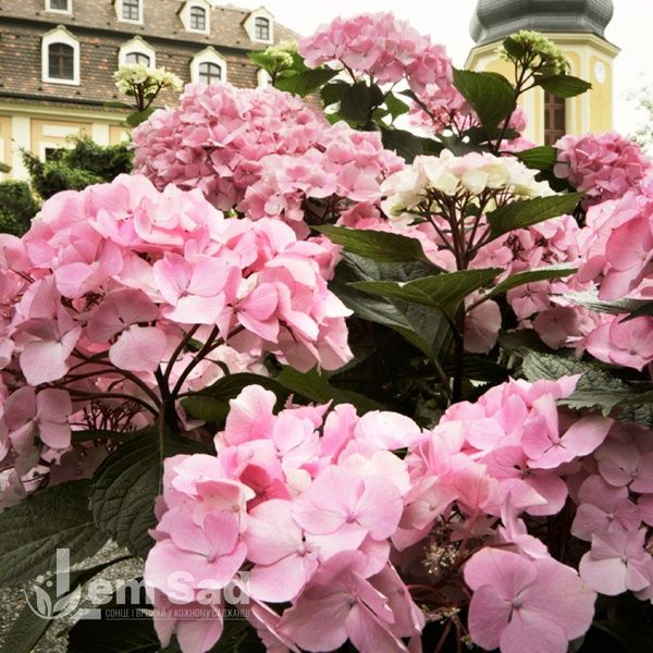 Гортензія великолиста Шлосс Цюшендорф (Hydrangea macrophylla Schloss Z&uuml;schendorf) 20368 фото