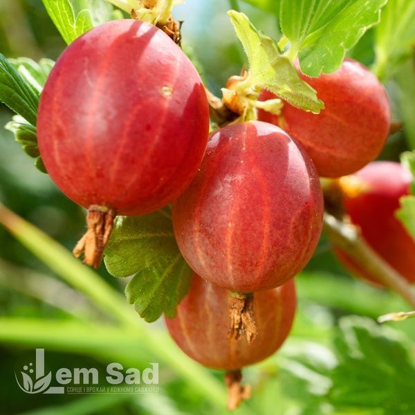 Аґрус Хіномакі ред (Ribes uva-crispa Hinomaki Red) 30176 фото
