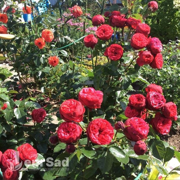 Роза чайно-гибридная Ред Пиано (Rosa Red Piano) 50036 фото