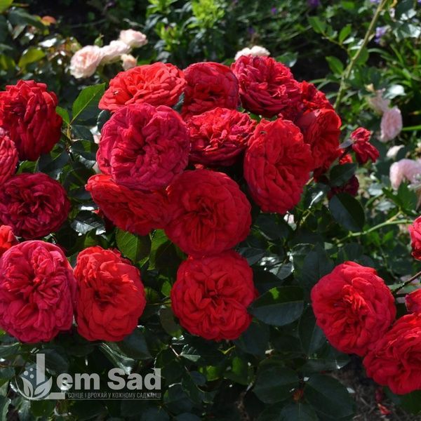 Роза чайно-гибридная Ред Пиано (Rosa Red Piano) 50036 фото