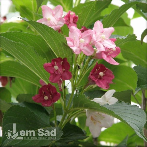 Вейгела японская Декора (Weigela decora) 20228 фото