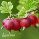Аґрус Хіномакі ред (Ribes uva-crispa Hinomaki Red) 30176 фото 6