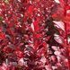 Барбарис Тунберга Вулкано (Berberis thunbergii Vulcano) 20169 фото 2