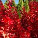Барбарис Тунберга Вулкано (Berberis thunbergii Vulcano) 20169 фото 1