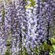 Гліцинія китайська Блу Сапфір (Wisteria sinensis Blue Sapphire) 20334 фото 2