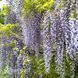 Гліцинія китайська Блу Сапфір (Wisteria sinensis Blue Sapphire) 20334 фото 1