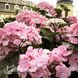 Гортензія великолиста Шлосс Цюшендорф (Hydrangea macrophylla Schloss Z&uuml;schendorf) 20368 фото 2