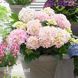 Гортензія великолиста Шлосс Цюшендорф (Hydrangea macrophylla Schloss Z&uuml;schendorf) 20368 фото 1