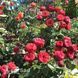 Роза чайно-гибридная Ред Пиано (Rosa Red Piano) 50036 фото 3
