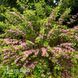 Вейгела японская Декора (Weigela decora) 20228 фото 1
